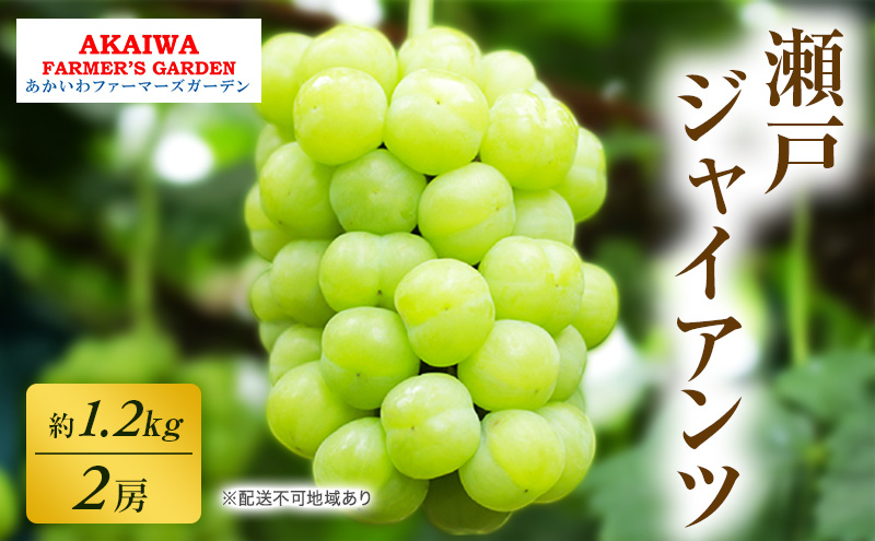 ぶどう 2025年 先行予約 瀬戸ジャイアンツ 約1.2kg 2房 葡萄 岡山県 赤磐市産 フルーツ 果物 あかいわファーマーズガーデン 