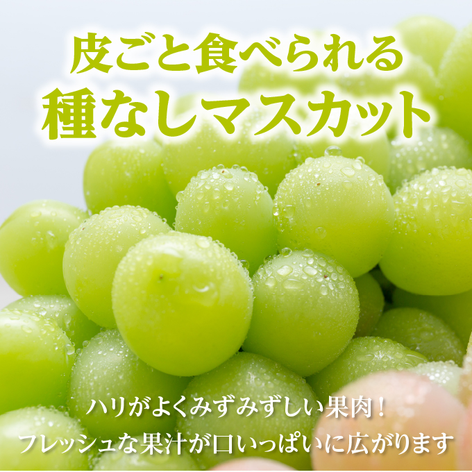 予約　シャインマスカット7房 予約受付中：9月中旬頃より発送予定|特選ぶどうシャイン