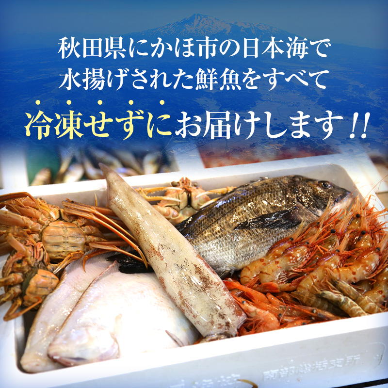 秋田県にかほ市のふるさと納税 鮮魚 開けたらすぐ食べられる下処理済み 海産物 2～3人前 セット 日本海の鮮魚 魚 パック 詰め合わせ 海鮮セット 鮮魚ボックス 海鮮 海の幸 魚介 魚介類 刺身 切り身 ひらめ 鯛 甘エビ 鯵 あんこう 鮭 カレイ ハタハタ 鱈 ズワイガニ 食べ比べ 冷蔵