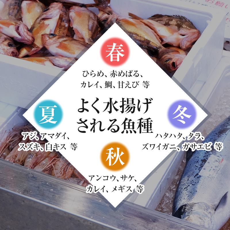 秋田県にかほ市のふるさと納税 鮮魚 開けたらすぐ食べられる下処理済み 海産物 2～3人前 セット 日本海の鮮魚 魚 パック 詰め合わせ 海鮮セット 鮮魚ボックス 海鮮 海の幸 魚介 魚介類 刺身 切り身 ひらめ 鯛 甘エビ 鯵 あんこう 鮭 カレイ ハタハタ 鱈 ズワイガニ 食べ比べ 冷蔵