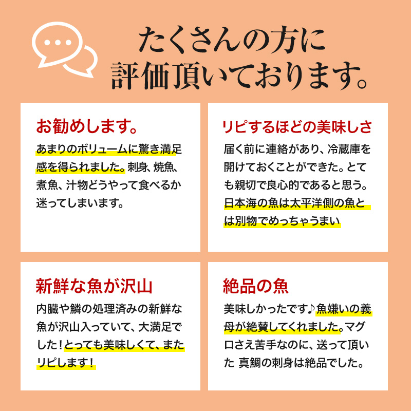 鮮魚 定期便 年4回 開けたらすぐ食べられる日本海の鮮魚 2～3人前 セット 魚 詰め合わせ 海鮮セット 食べ比べ 鮮魚ボックス 海鮮 海産物 海の幸 魚介 魚介類 刺身 切り身 ひらめ 鯛 甘エビ 鯵 あんこう 鮭 カレイ ハタハタ 鱈 ズワイガニ 冷蔵 定期
