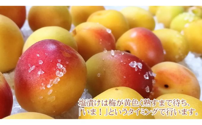 昔ながらの梅干し 一級品（福井県若狭町）伝統製法にこだわり仕上げた無添加・無着色の梅干し／ケース入り800g ご飯のお供 肉厚 種が小さい 紅映 天然塩 鮮やか 芳醇な香り コク 紫蘇漬け 二度漬け すっぱい 