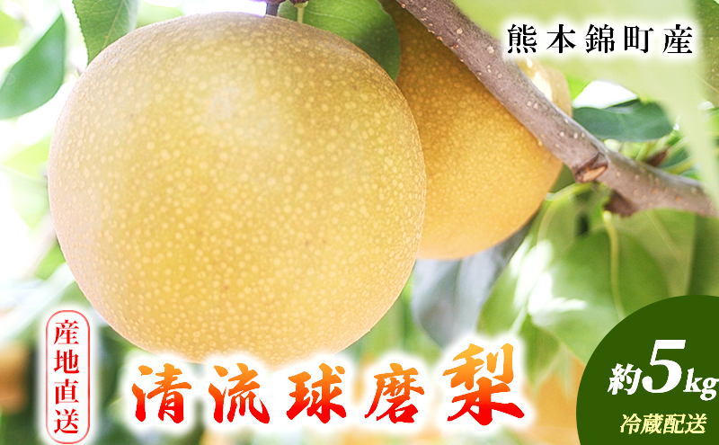 熊本県錦町のふるさと納税 梨 旬 5kg 先行予約 2025年発送 平野果樹園 錦の梨 なし フルーツ 果物 デザート 配送不可:離島