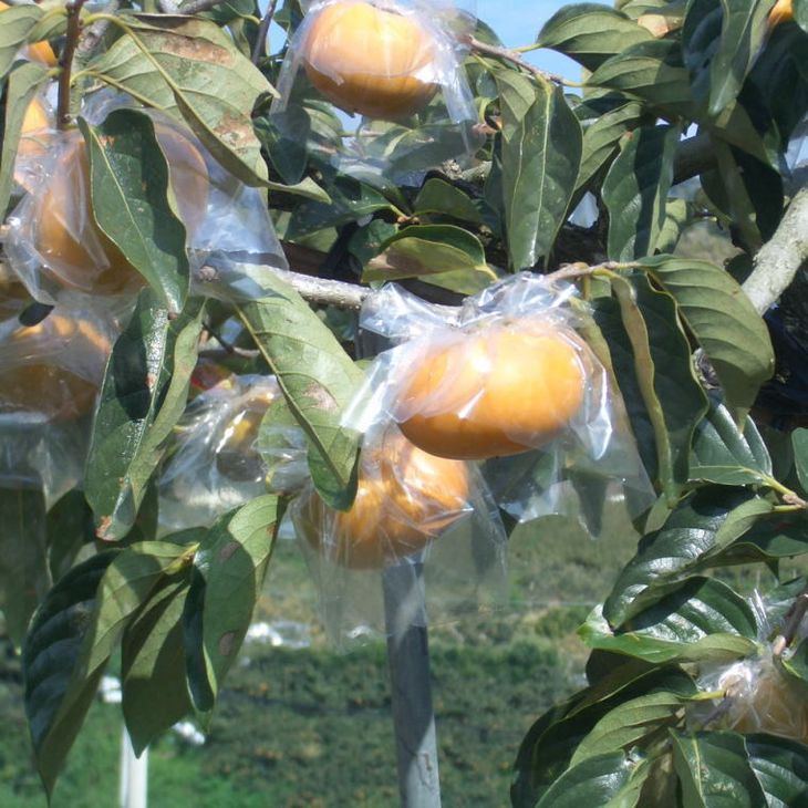 【希少】紀の川柿約1.8～2kg（種無し）秀選品