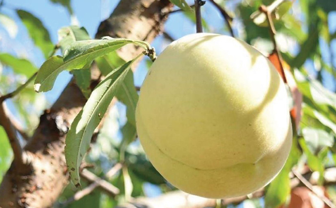 桃 定期便 2026年 先行予約 7月～8月 の旬な 白桃 定期便！約1.5kg 5～7玉 2回お届け！ もも モモ 岡山県 赤磐市産 国産 フルーツ 果物 ギフト あみかフルーツ 柔らかい ジューシー 