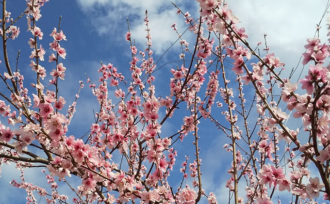 桃 定期便 2026年 先行予約 7月～8月 の旬な 白桃 定期便！約1.5kg 5～7玉 2回お届け！ もも モモ 岡山県 赤磐市産 国産 フルーツ 果物 ギフト あみかフルーツ 柔らかい ジューシー 