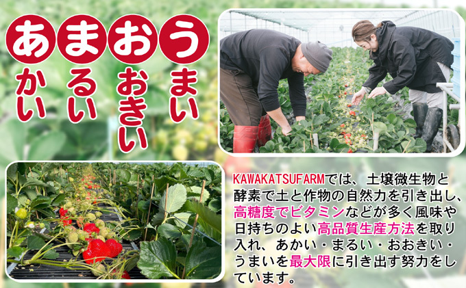 あまおう DX等級以上 約300g×2パック ※配送不可：北海道・東北・沖縄・離島 果物 苺 フルーツ デザート 旬 大粒 中玉 大玉 旬のあまおう 福岡の特産品 