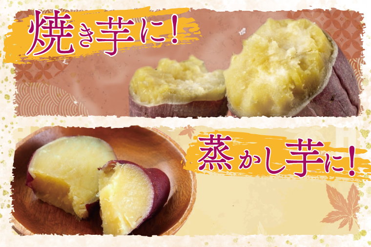 【2026年1月中旬より順次発送】野原さんちのシルクスイート 約10kg｜芋 さつまいも サツマイモ お芋 いも シルクスイート 期間限定 先行予約 茨城県 行方市(EL-4)