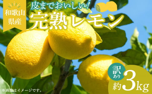 【和歌山県有田郡湯浅町】EA6022n_【訳あり・ご家庭用】完熟 レモン 3kg 皮まで使用可能(栽培期間中農薬不使用)