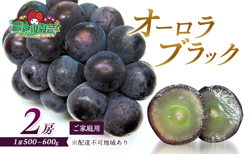 ぶどう 2025年 先行予約 オーロラブラック 2房 1房 500g～600g ご家庭用 ブドウ 葡萄 フルーツ 果物 岡山 赤磐市産 農マル園芸 あかいわ農園 種なし 大粒 高糖度 