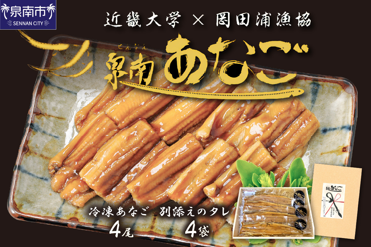 大阪府泉南市のふるさと納税 近畿大学×岡田浦漁協『泉南あなご』4尾入り！【058D-003】