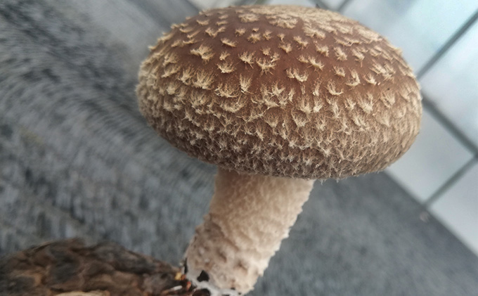 【2026先行予約】生しいたけ 約1kg 菌床栽培 自然農法 野菜 きのこ 旨味 濃厚 肉厚 肉厚しいたけ 食感 自然に近い環境 歯ごたえ バーベキュー 食べ物 食材 日本産 国産 国産野菜 