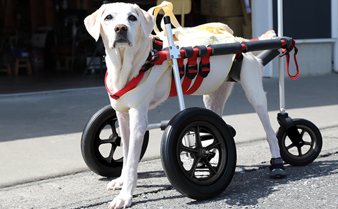 犬用車椅子　四輪（大型犬用） Amazon.co.jp: Zifizo 犬用車いす 小型大型犬用車椅子 4輪 フル