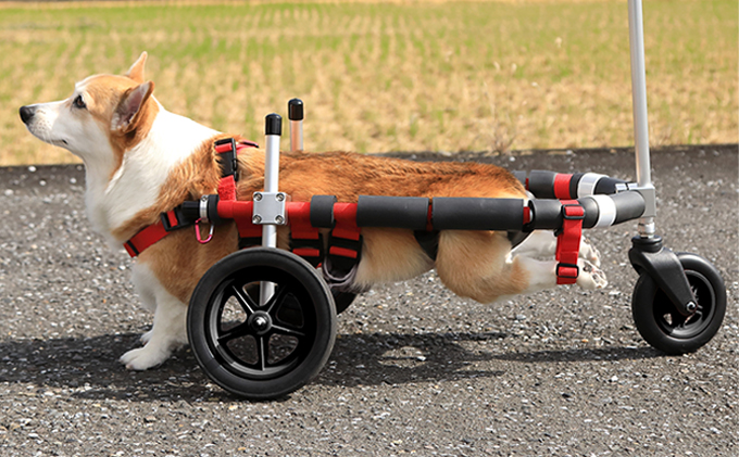 中型犬用三輪車椅子（背丈33～65cm　体重22キロ以下） 【!寄附前に事業者へ相談必要!】 雑貨 日用品 
