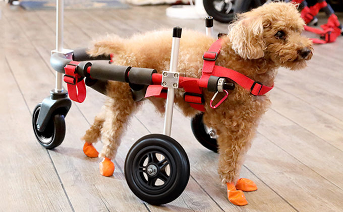 【フラワーらぶ】三輪車椅子（小型犬用） 小型犬用三輪車椅子（背丈23～35cm 体重8キロ以下） 【!寄附前に