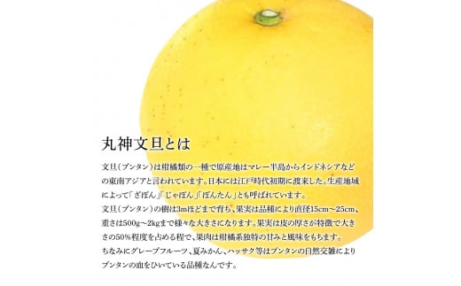 森田さん家の丸神（神谷）文旦（約10kg入り・2Lから5Lサイズ）