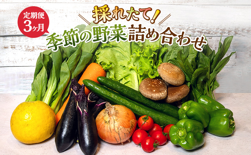 とれたて 野菜 パック 定期便 3回 季節
