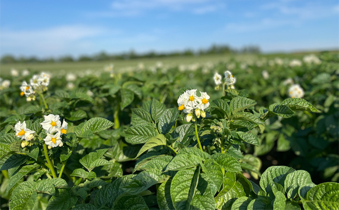 先行予約/2026年秋発送 北海道 十勝 幕別産 じゃがいも とうや 約10kg 【横山農園】 野菜 根菜 食材 煮崩れしにくい サラダ 煮込み料理 肉じゃが カレー シチュー 北海道のジャガイモ 