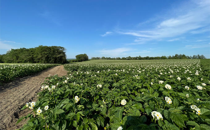 先行予約/2026年秋発送 北海道 十勝 幕別産 じゃがいも とうや 約10kg 【横山農園】 野菜 根菜 食材 煮崩れしにくい サラダ 煮込み料理 肉じゃが カレー シチュー 北海道のジャガイモ 