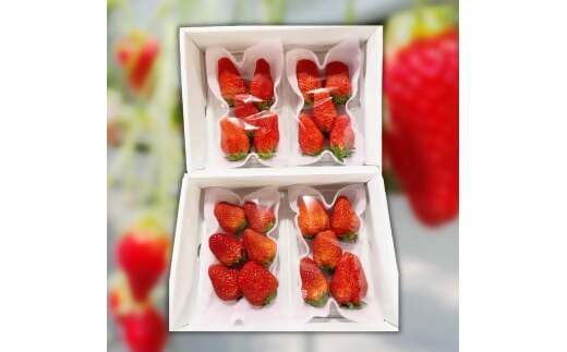 三重県多気町のふるさと納税 CN-01 多気町産 いちご （章姫）