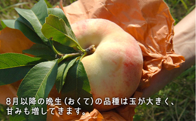 晩星摘果桃 10kg 加工用 お試し家庭用】岡山白桃1.4kg4玉〜6玉 | 果物/もも 産直アウル