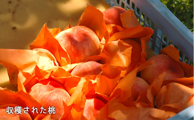 晩星摘果桃 10kg 加工用 晩星摘果桃 10kg 加工用 果物