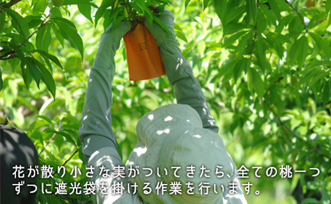 岡山県里庄町のふるさと納税 桃 2025年 先行予約 白桃 晩生種 約1.3kg 5～6玉 岡山県 フルーツ もも 桃 モモ ピーチ 人気 新鮮 フルーツ 桃 デザート フルーツ もも 桃 モモ ギフト くだもの 桃 もも 果物 フルーツ 桃 もも