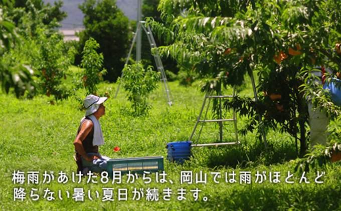 岡山県里庄町のふるさと納税 桃 2025年 先行予約 白桃 晩生種 約1.3kg 5～6玉 岡山県 フルーツ もも 桃 モモ ピーチ 人気 新鮮 フルーツ 桃 デザート フルーツ もも 桃 モモ ギフト くだもの 桃 もも 果物 フルーツ 桃 もも