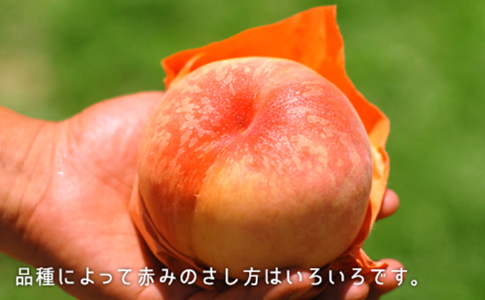 岡山県里庄町のふるさと納税 桃 2025年 先行予約 白桃 晩生種 約1.3kg 5～6玉 岡山県 フルーツ もも 桃 モモ ピーチ 人気 新鮮 フルーツ 桃 デザート フルーツ もも 桃 モモ ギフト くだもの 桃 もも 果物 フルーツ 桃 もも