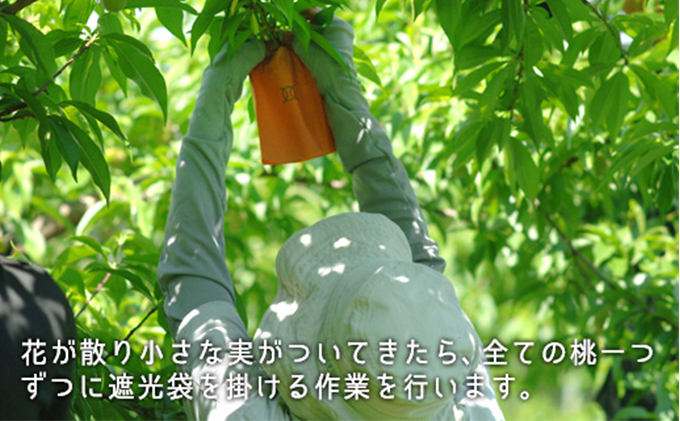 桃 2026年 先行予約 白桃 晩生種 大玉 約2.2kg 6～7玉 もも モモ 岡山県産 国産 フルーツ 果物 ギフト 