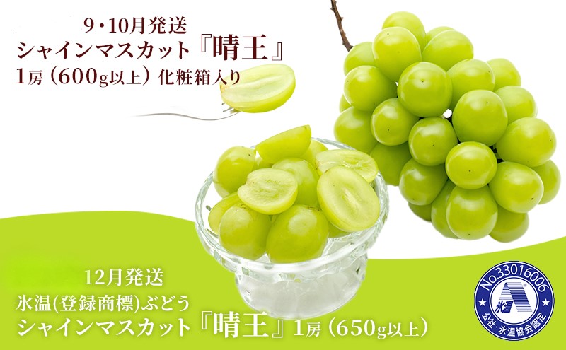 ぶどう 2026年 先行予約 3回お届け！ 晴れの国 岡山の シャイン マスカット 晴王 ×3回！（各1房） 葡萄 岡山県産 国産 フルーツ 果物 ギフト 果物類 大粒 種なし 皮ごと 甘い 