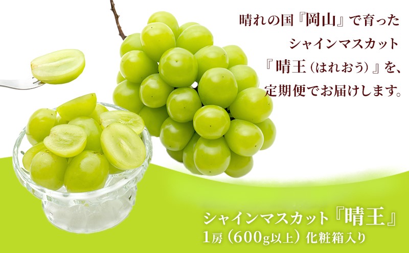 ぶどう 2026年 先行予約 晴れの国 岡山の シャイン マスカット 晴王 定期便 2回（各1房600g以上） 葡萄  岡山県産 国産 フルーツ ギフト 大粒 種なし 甘みが強い 皮ごと食べられる 