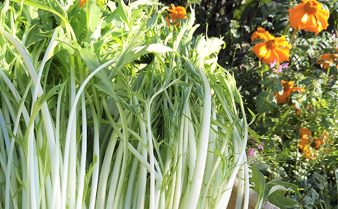  瀬戸内「旬」のお野菜セット 7～11品目程度の詰合せ 野菜 農薬 化学肥料 除草剤不使用 岡山 M’s farm 野菜の詰め合わせ 味が濃い 新鮮 旬の野菜 