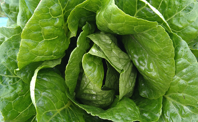  瀬戸内「旬」のお野菜セット 7～11品目程度の詰合せ 野菜 農薬 化学肥料 除草剤不使用 岡山 M’s farm 野菜の詰め合わせ 味が濃い 新鮮 旬の野菜 