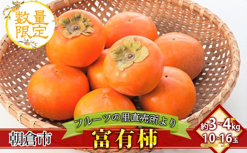 yqsz` xL` 10`16 (3`4kg) t[c̗̒ ʕ  Â TNTNH Ê`̉l  q