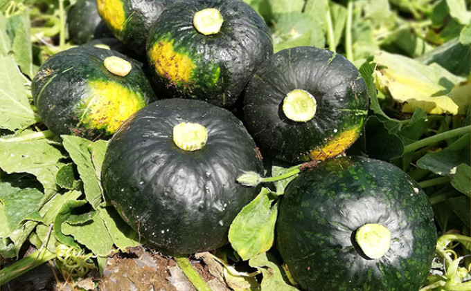 【2026年10月上旬より発送】北海道 富良野市産 かぼちゃ「ブラックのジョー」 5kg (中山農園) 野菜 新鮮 直送 いも 道産 ふらの 送料無料 数量限定 先着順 北海道 富良野市 ほくほく 秋