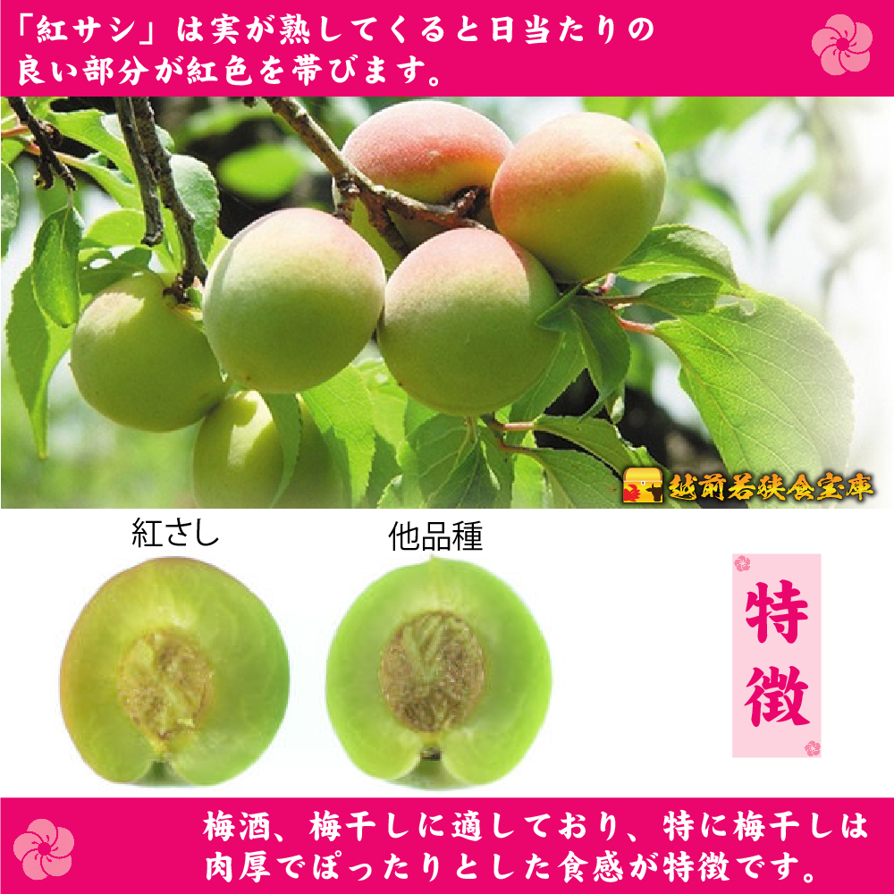 【訳あり】大入り梅干し130g×6袋 合計780g【保存容器付き】 発酵食品 昔ながらの梅干し すっぱい しそ漬け 塩分18％ Lサイズ 紅映梅を使用 福井県の特産 訳ありはパッケージ変更のため 