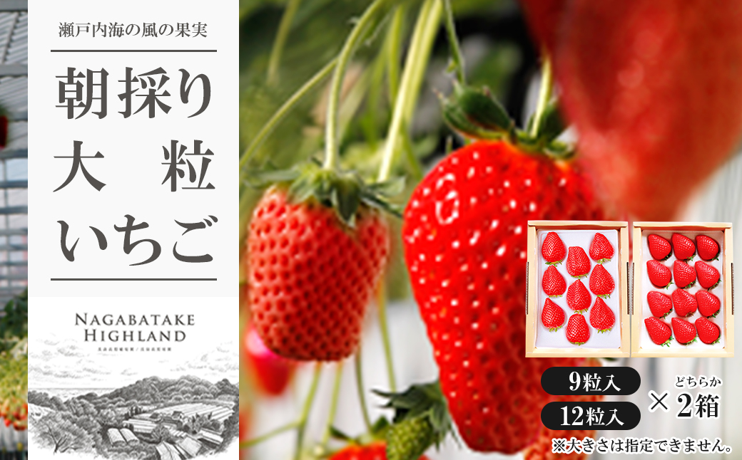 【兵庫県淡路市】長畠高原苺園 朝採り大粒いちご【1月より順次出荷・お届け日指定不可】