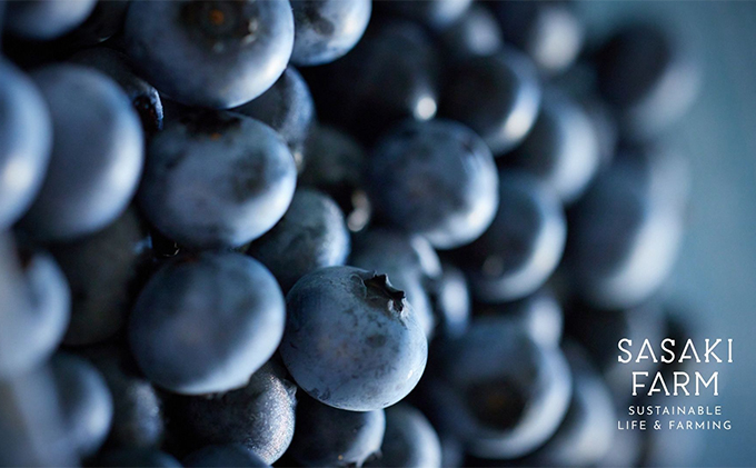 北海道 洞爺湖町産 フレッシュ ブルーベリー 500g 2パック 計1kg 7月20日から順次お届け 先行予約 北海道産 ブルーベリー 果物 果実 フルーツ 新鮮 国産 ベリー 農作物 お取り寄せ 冷凍 長期 保存 洞爺湖町