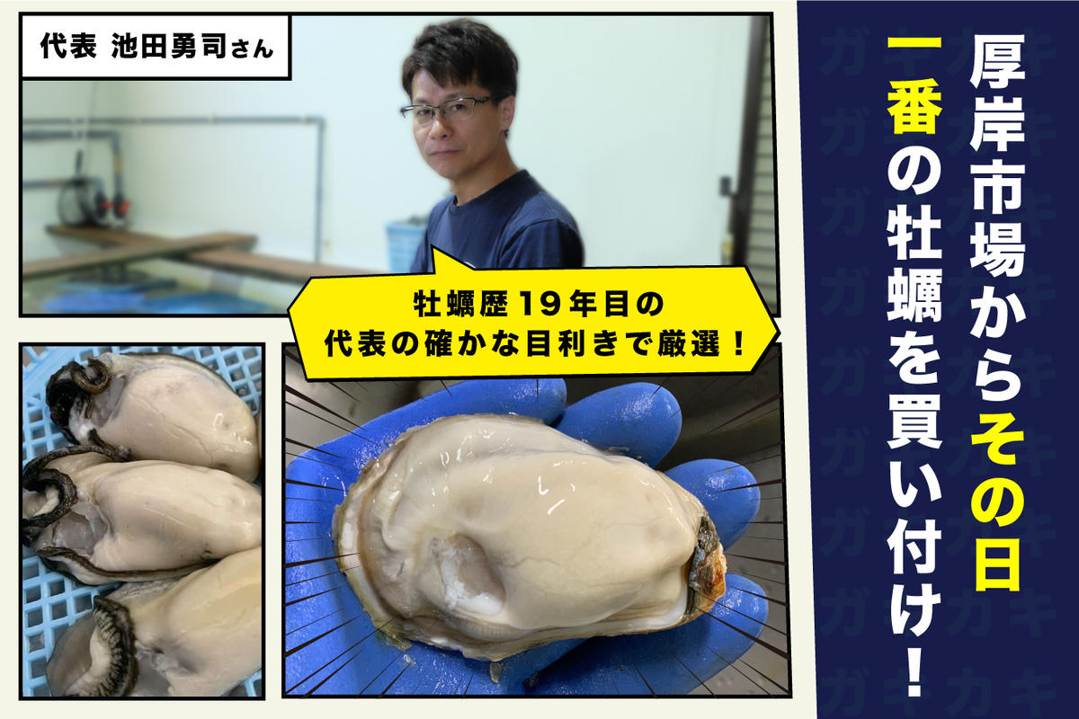 北海道厚岸産 牡蠣 Lサイズ 1ダース（12個入り） 生食用 生牡蠣 貝付き牡蠣 貝 海鮮 魚介類 シーフード 殻付き牡蠣 マルえもん メルマガ掲載商品1 