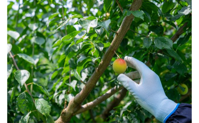 梅酒 BENICHU 750ml　6本セット[高島屋選定品］ お酒 洋酒 リキュール リキュール類 