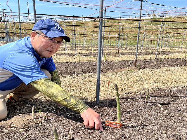 アスパラガス 先行予約 夏アスパラガス 約1.3kg+100g S～2L 約50本前後 訳あり 不揃い マコト農園 規格外 アスパラ グリーンアスパラ 野菜 旬 旬の野菜 産地直送 2026年 2026 予約 冷蔵配送 8月～9月発送