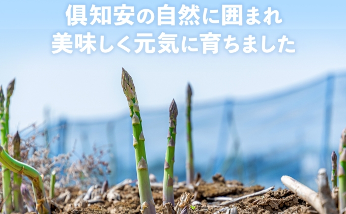【2026年発送】 アスパラガス 北海道 グリーン 1kg セット Lサイズ 春 限定 旬 朝採り 新鮮 野菜 アスパラ ギフト gift 産地直送 産直 お取り寄せ 詰め合わせ 送料無料 