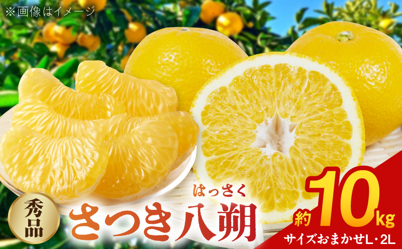 BB6229_和歌山由良町産 さつきはっさく 約10kg 秀品 L ２ Lサイズ