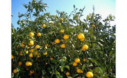 BB6229_和歌山由良町産 さつきはっさく 約10kg 秀品 L ２ Lサイズ