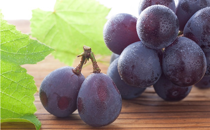 ぶどう 2026年 先行予約 特選 岡山の旬の果物詰合せ-4 シャインマスカット 晴王 ブドウ  葡萄  岡山県産 国産 フルーツ 果物 ギフト ピオーネ 各1房500g 種なし ジューシーな果汁 