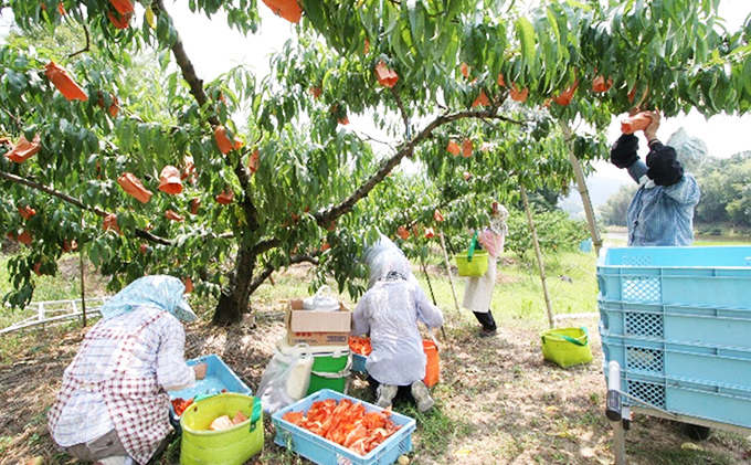 桃 ぶどう 2026年 先行予約 特選 岡山の旬の果物詰合せ-3 もも 葡萄 岡山県産 国産 フルーツ 果物 ギフト 岡山白桃 大玉 3玉 ニューピオーネ ブドウ お取り寄せ 季節の果物 