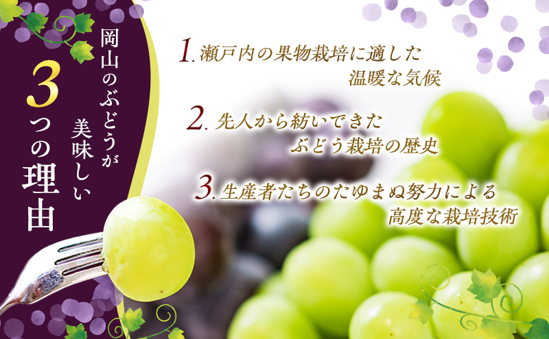 ぶどう 2026年 先行予約 オーロラブラック 2房 1房 500g～600g ご家庭用 ブドウ 葡萄 フルーツ 果物 岡山 赤磐市産 農マル園芸 あかいわ農園 種なし 大粒 高糖度 
