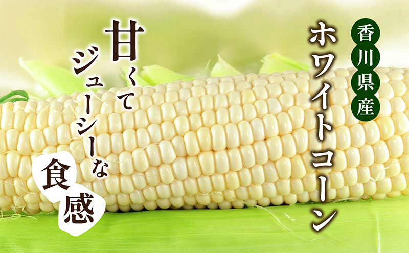 香川県東かがわ市のふるさと納税 ホワイトコーン 約2.5kg 野菜 とうもろこし 野菜セット