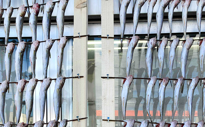 北海道 厚岸産 丸干しコマイ 190g×5パック ソウルフード 魚貝類 干物 焼魚 おつまみ 冷凍 厚岸湖 天日干し 焼くだけ おかず 